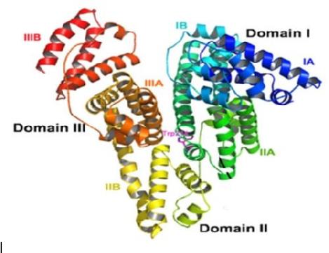 پروتئینی با ساختار چهارم...._8789.jpg